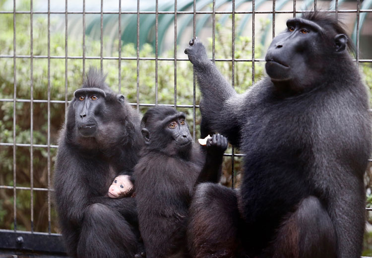 千葉市動物公園 クロザル