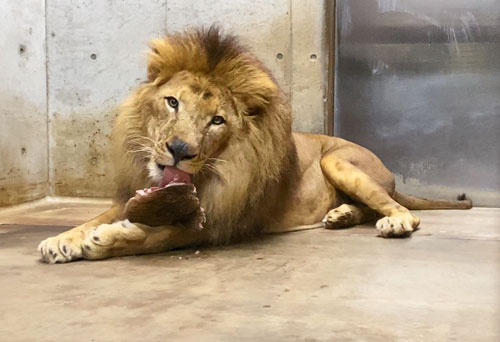 千葉市動物公園植樹：「屠体給餌（とたいきゅうじ）」クラウドファンディング